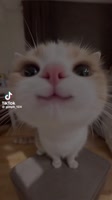 v09044g40000cvnohqfog65mp0pt2rfg.mp4