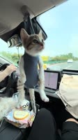 11302581113tiktok6824a0a06a519611941284.mp4