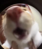 08f735ea389e2b4aaad74d4c514e85f34018601732494938.mp4
