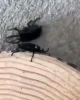 Metal Gear Rising Revengence - Beetle Boss Battle.mp4