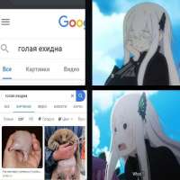 ехидна.jpg