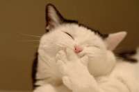 Cat laugh.jpg