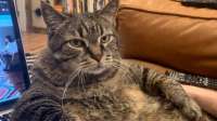 cat.jpg