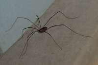 20150829harvestman-(hawke).jpg