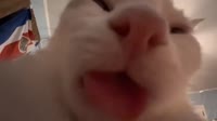 .mp4