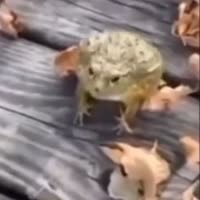 17376488062290.mp4