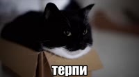 терпи котик.mp4