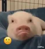 288x312