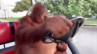monkeysoprano.mp4