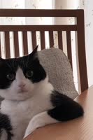 Alex-MORPH-Aimoon-Northern-Storm.mp4