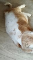 1.mp4