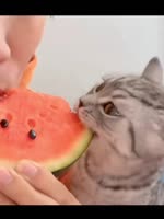 Мои котик попробовал арбуз.webm