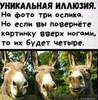 Ослы.jpg