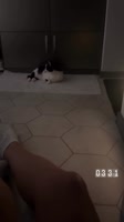proxy (1).mp4