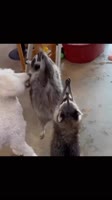 video6D41A372ABEF1D84E09875A694BB229F.mp4