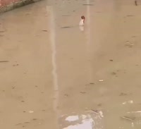 видеогифки,videogif,гиф анимация,гифки - ПРИКОЛЬНЫЕ gif анимашки,живность,Петух.webm