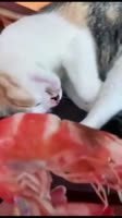 креветко.webm
