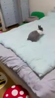 видеогифки,videogif,гиф анимация,гифки - ПРИКОЛЬНЫЕ gif анимашки,кролик,прыжки,живность,бесоебие.webm