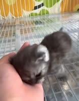 киса.webm