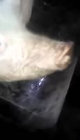 17365434492900.webm