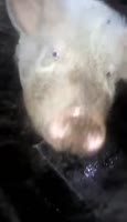 17365434492900.webm