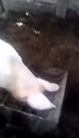 17365434492900.webm