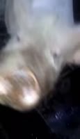 17365434492900.webm