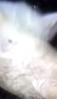 17365434492900.webm
