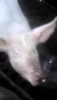 17365434492900.webm