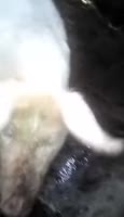 17365434492900.webm