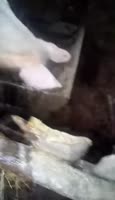 17365434492900.webm