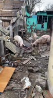 17350357737610.mp4