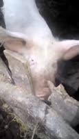 17365434492900.webm