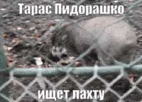 17334778977310.gif