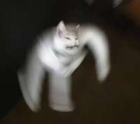 blurry cat mad.jpg