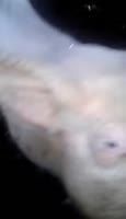 17365434492900.webm