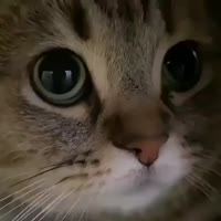17283202812870.mp4