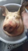 порк14.mp4
