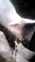 порк6.mp4