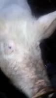 17365434492900.webm