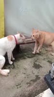 1749844247924.mp4
