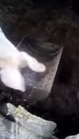 17365434492900.webm