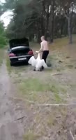 лебедя в багажник.mp4