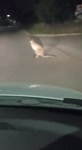 17207642572345422703f964cfe352x640.mp4