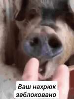 17246637378200.gif