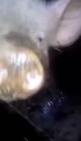17365434492900.webm