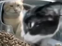 17531704055940.mp4