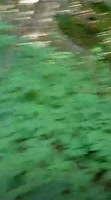 original.mp4