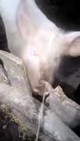 порк6.mp4