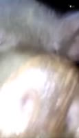 17365434492900.webm